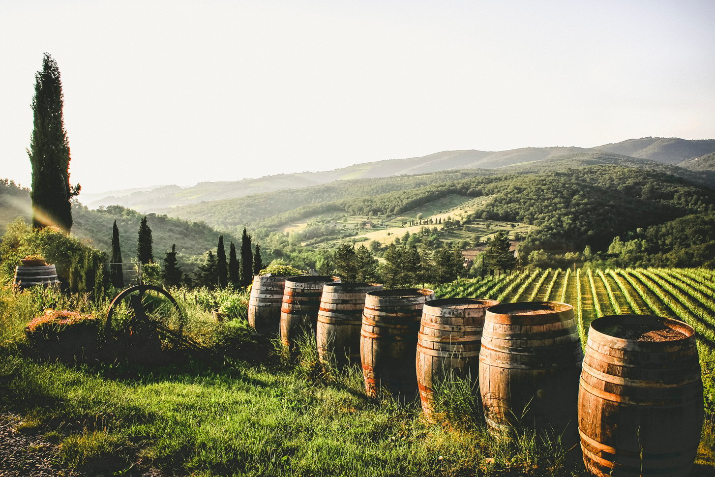 Italian vineyard